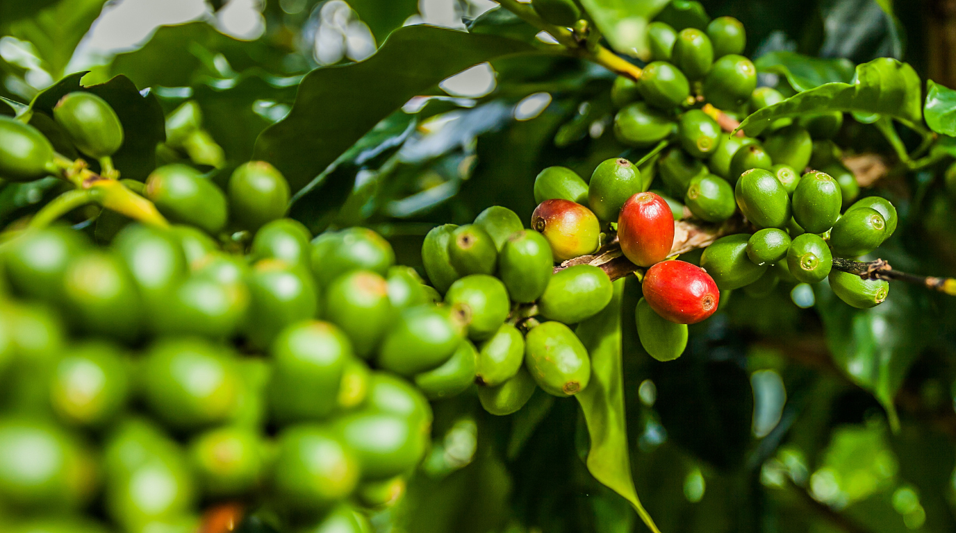 What Is Jamaica Blue Mountain Coffee? The Complete Guide